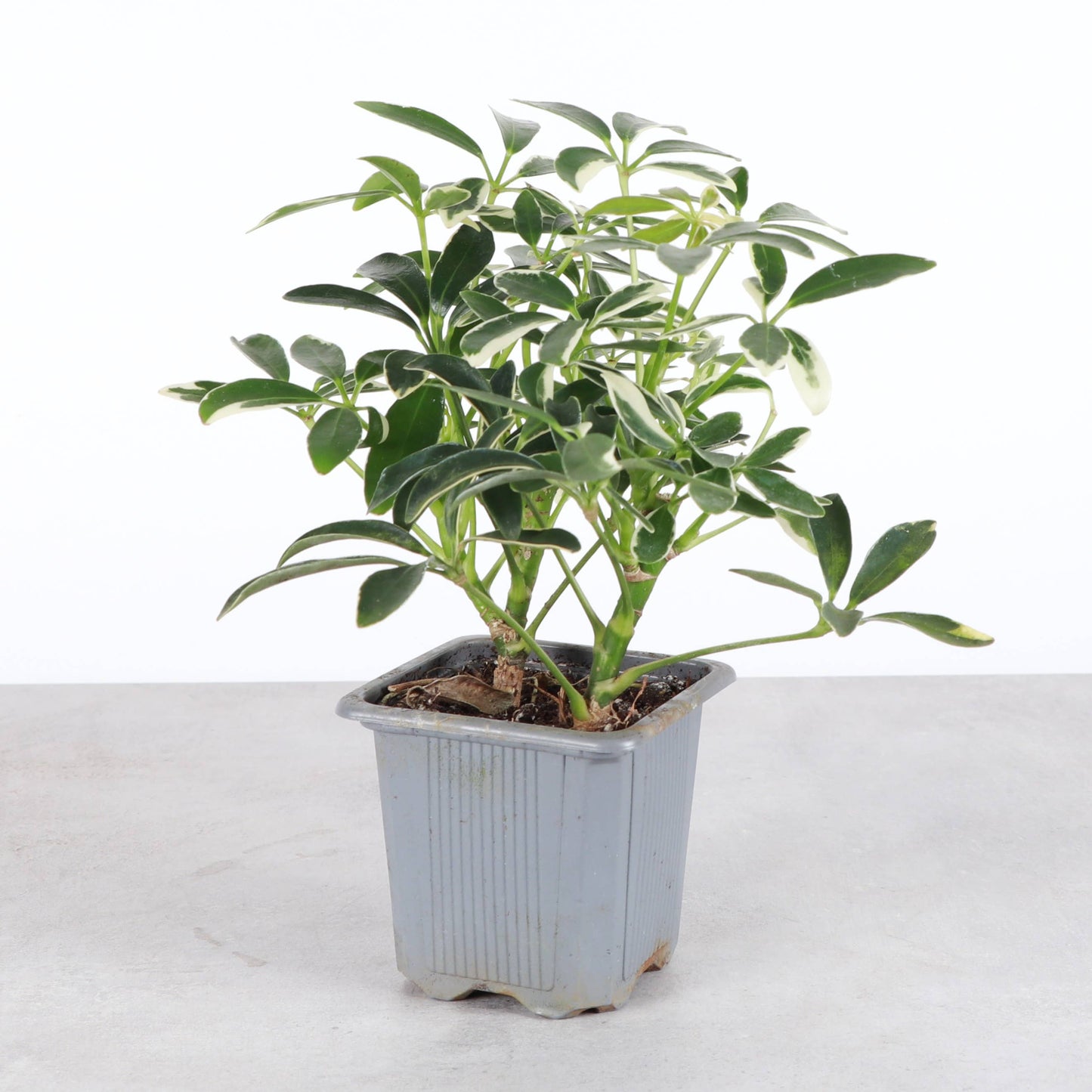 Variegated Schefflera Arboricola -  Live Plant