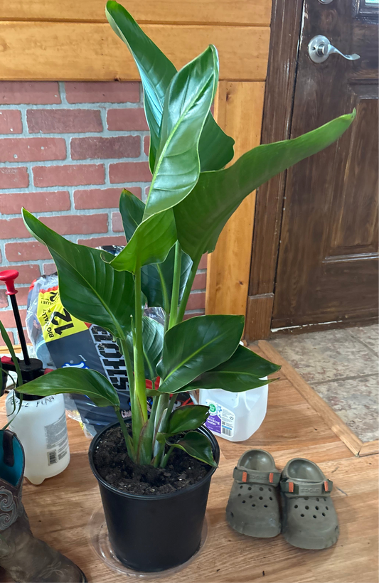 Bird of Paradise