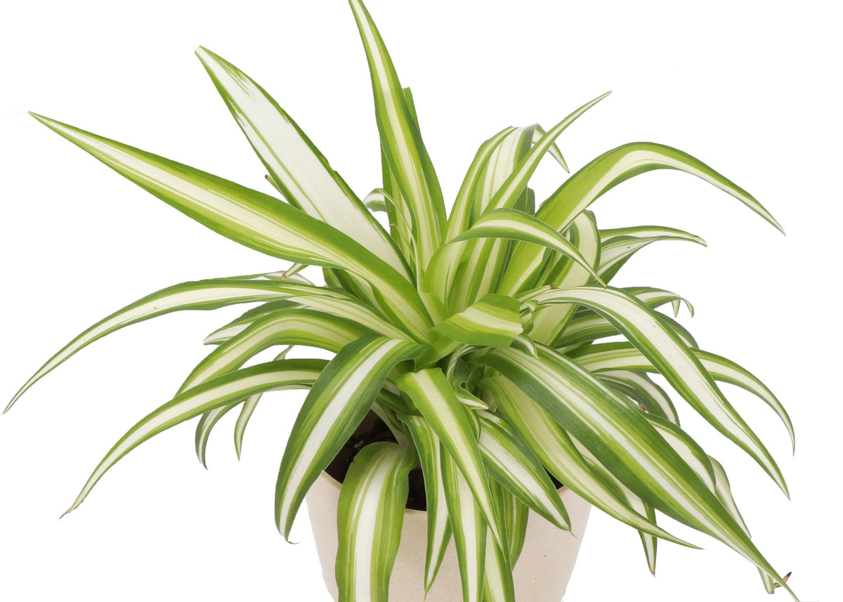 Spider Plant - Live Plant