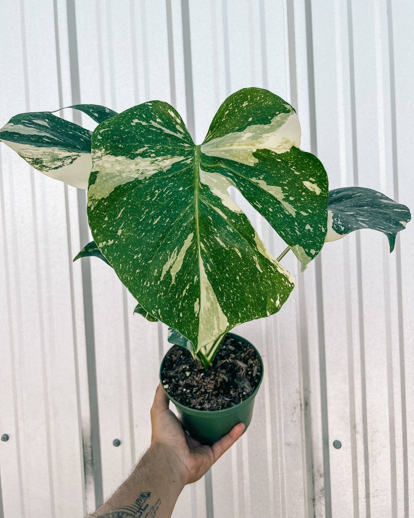 6" Monstera 'Thai Constellation'