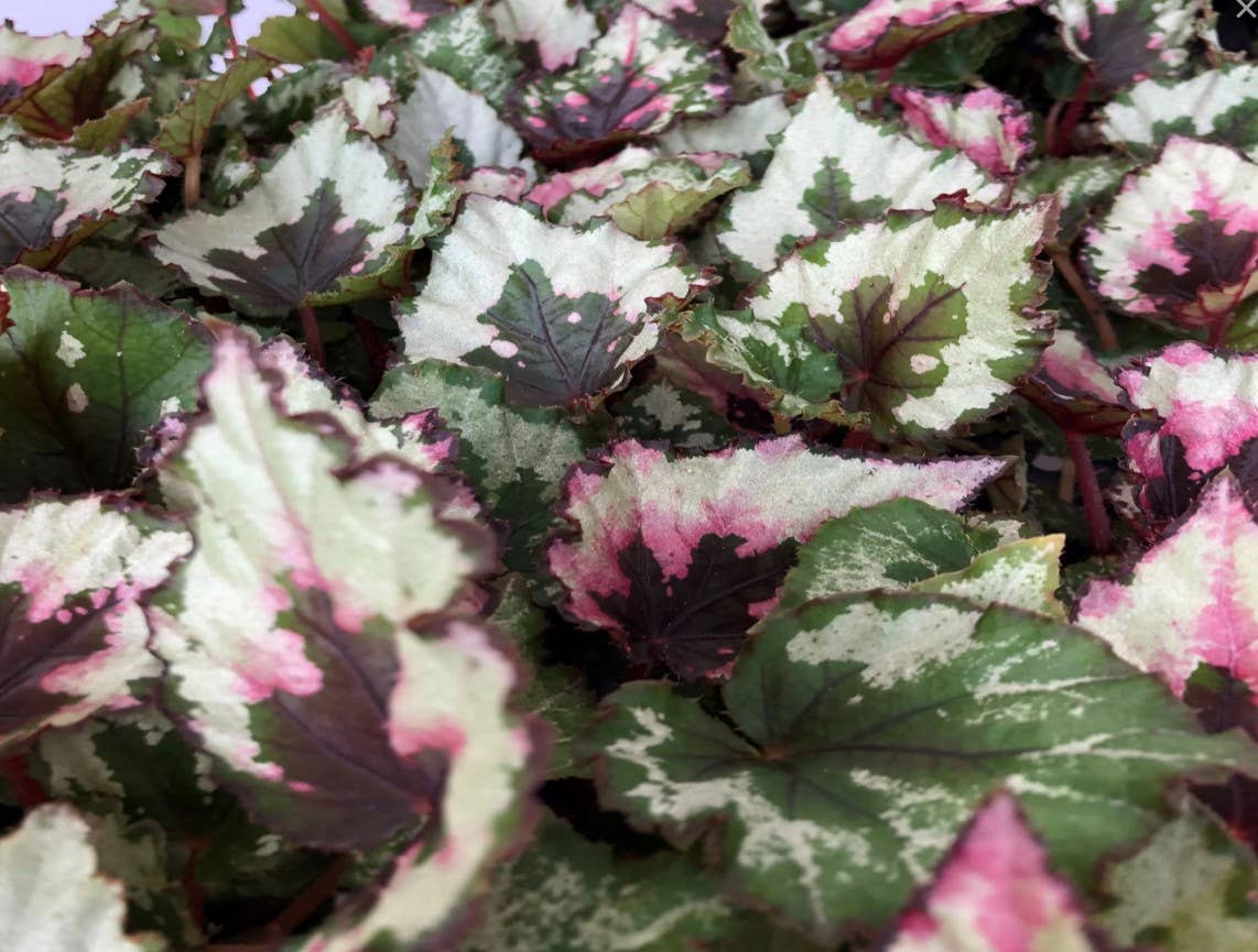 Begonia Rex (Kotobuki). Starter
