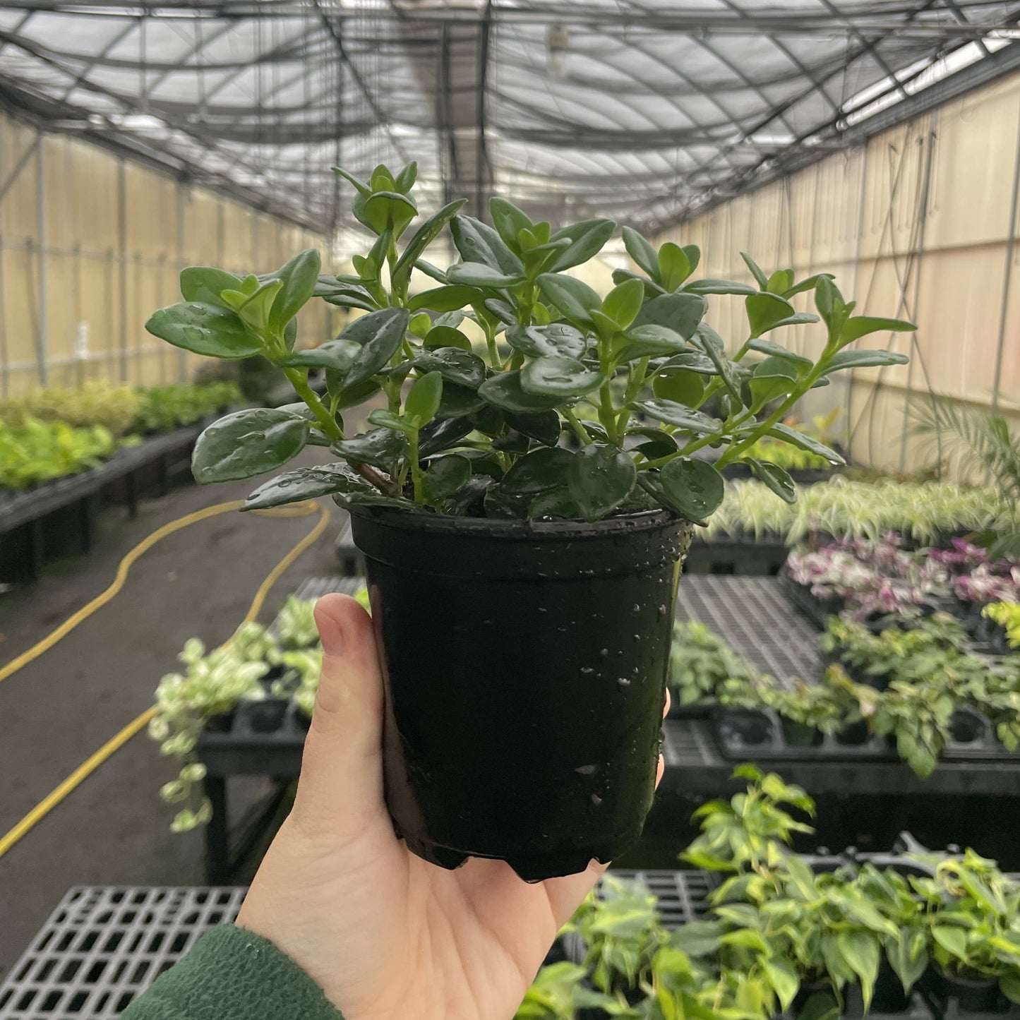 Goldfish Plant - Live Plant