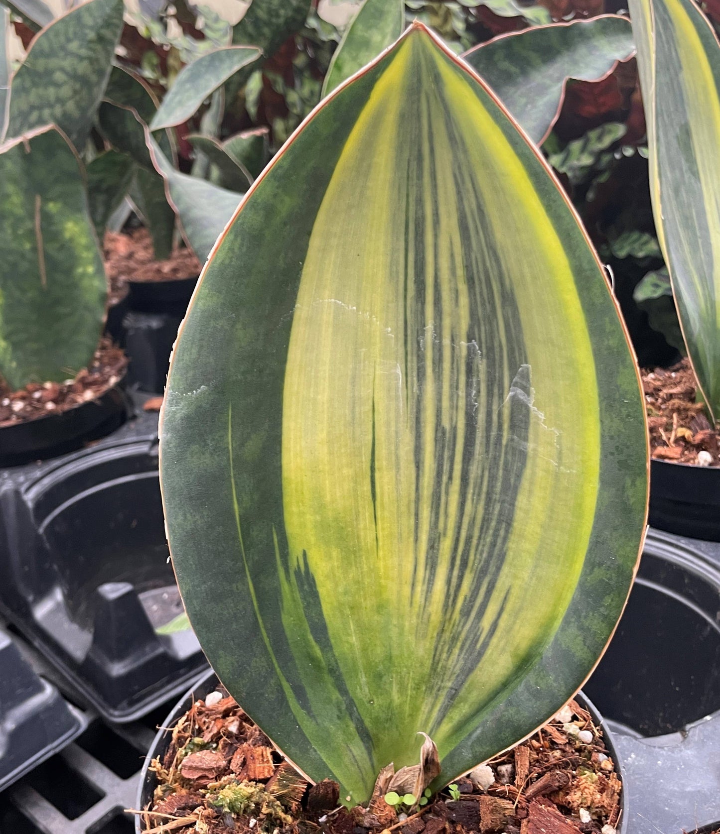 Variegated Whale Fin Snake Plant - Live Plant - Rare