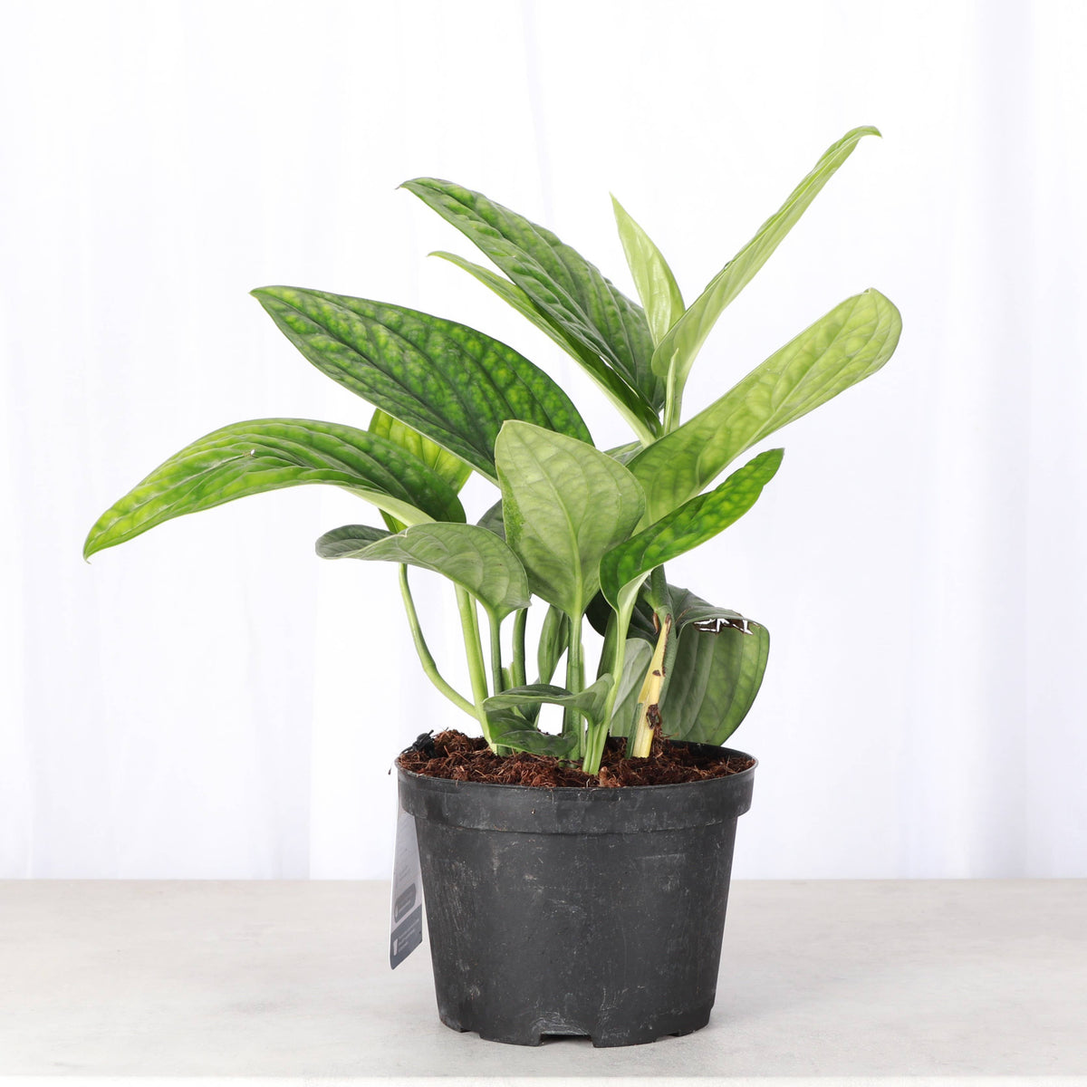 Monstera Peru - Live Plant