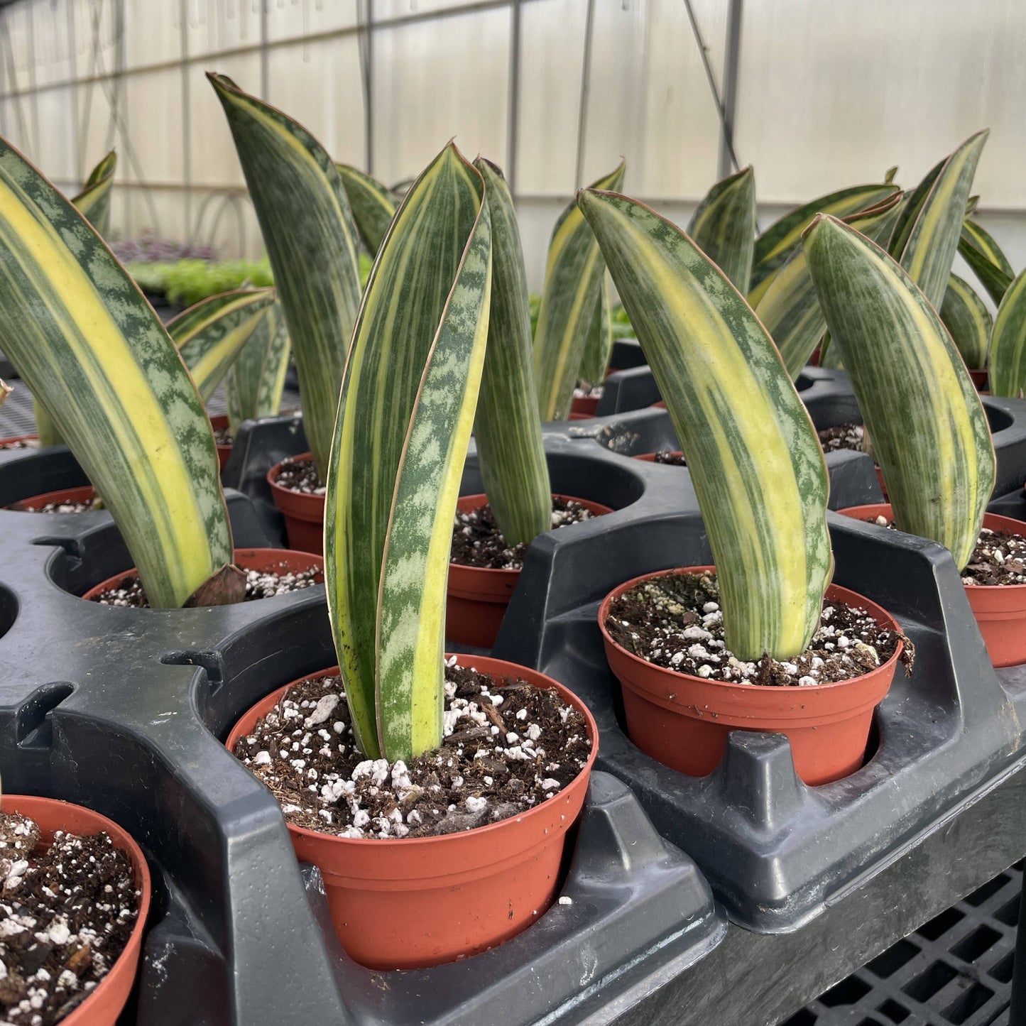 Variegated Whale Fin Snake Plant - Live Plant - Rare