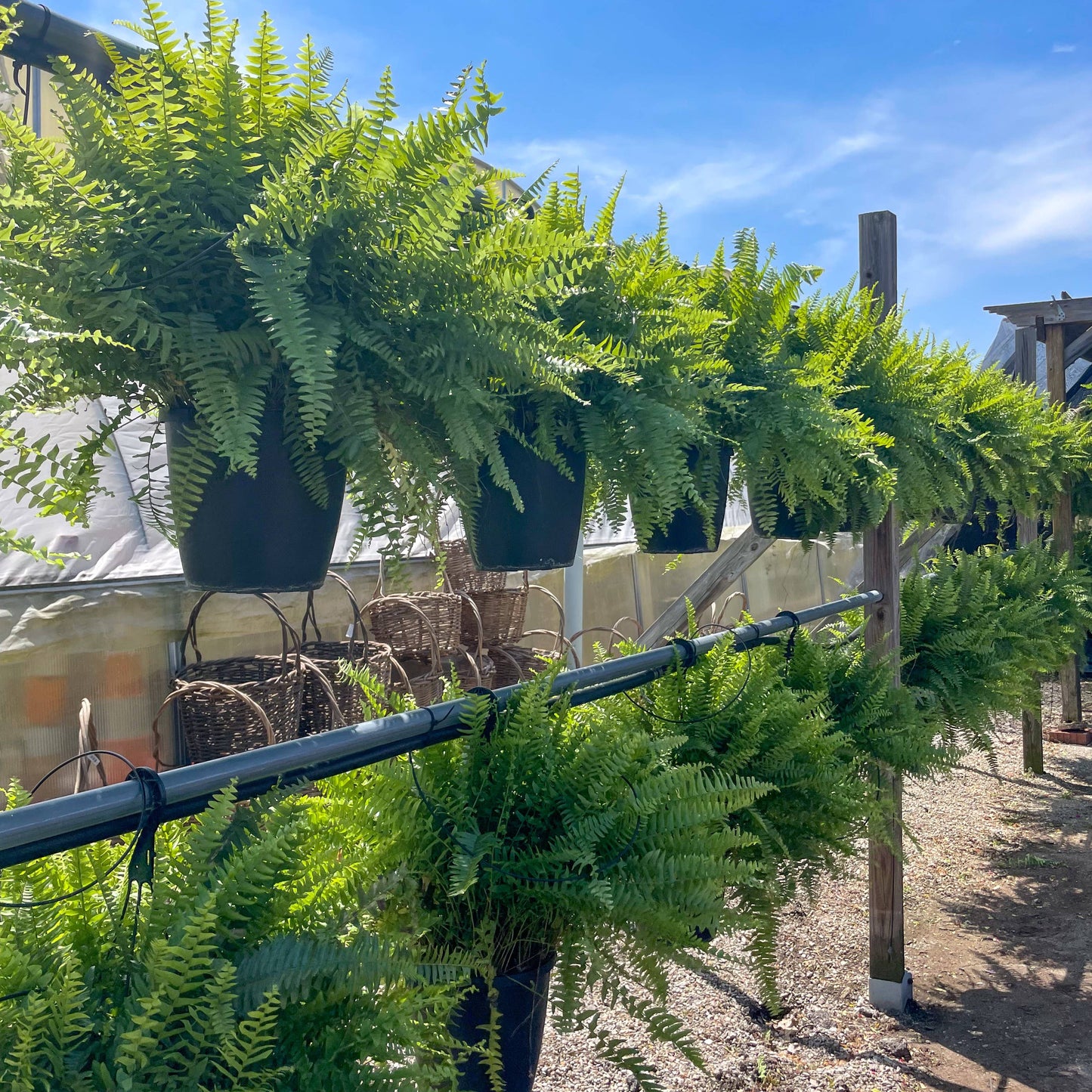 Boston Fern - 10" Diameter Hanging Basket - Live Plant