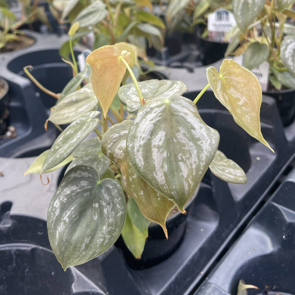 Philodendron Brandtianum - Live Plant