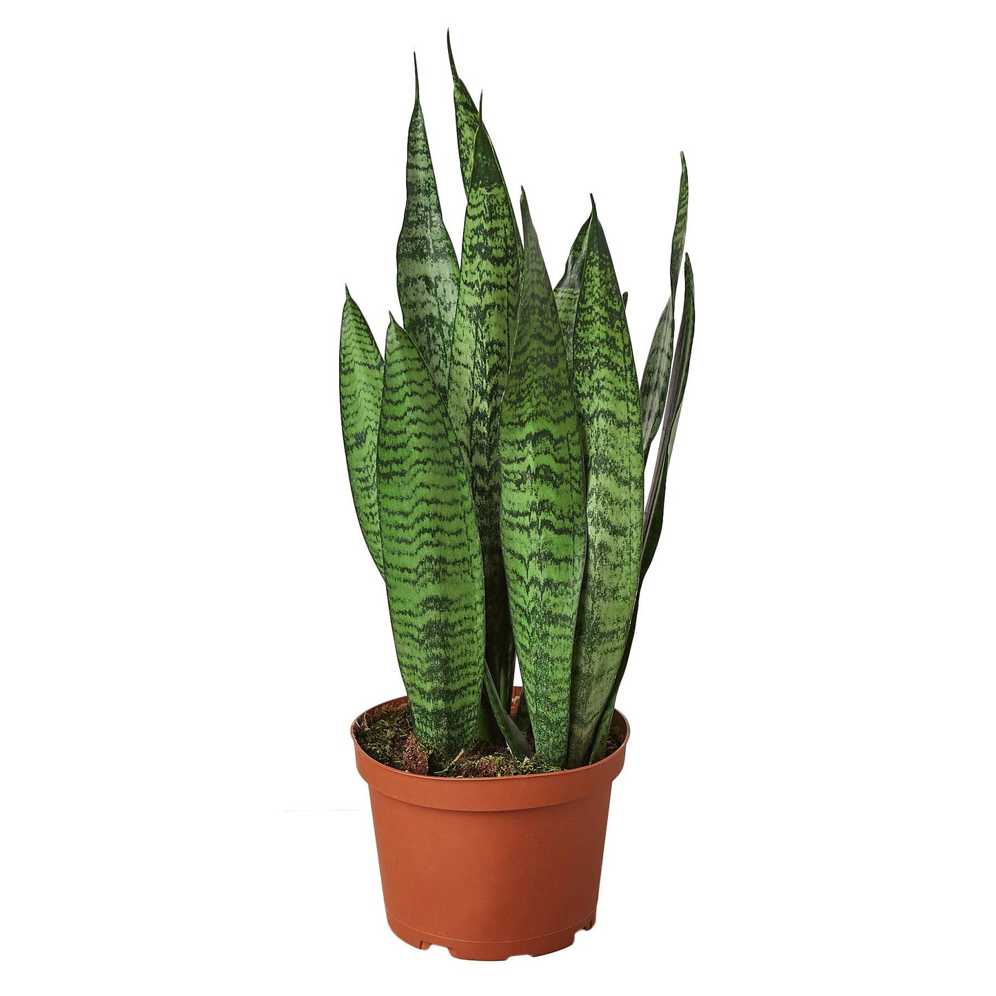 SNAKE ZEYLANICA 6-inch pot