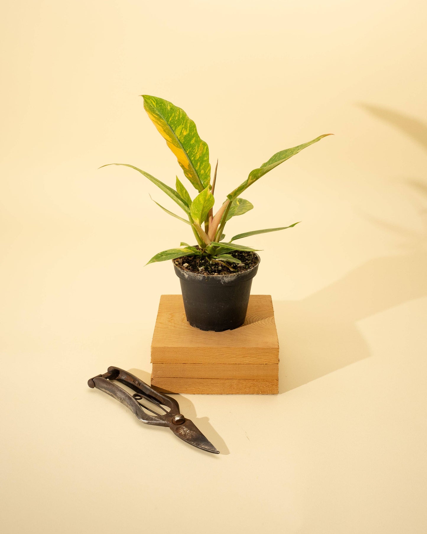 4" Philodendron 'Ring of Fire'