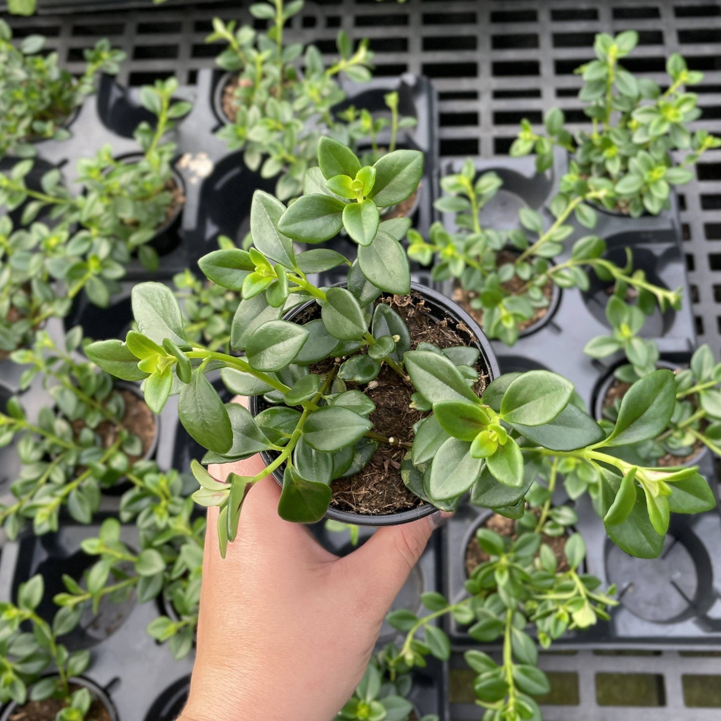 Goldfish Plant - Live Plant