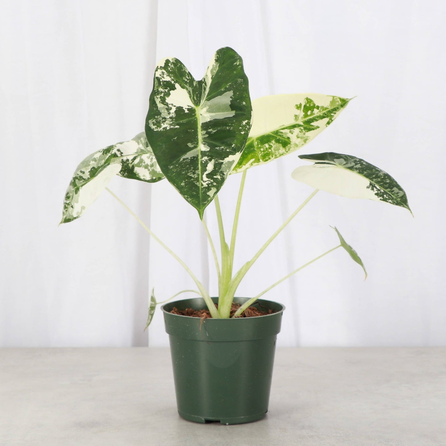Variegated Alocasia Frydek - 4" Live Plant