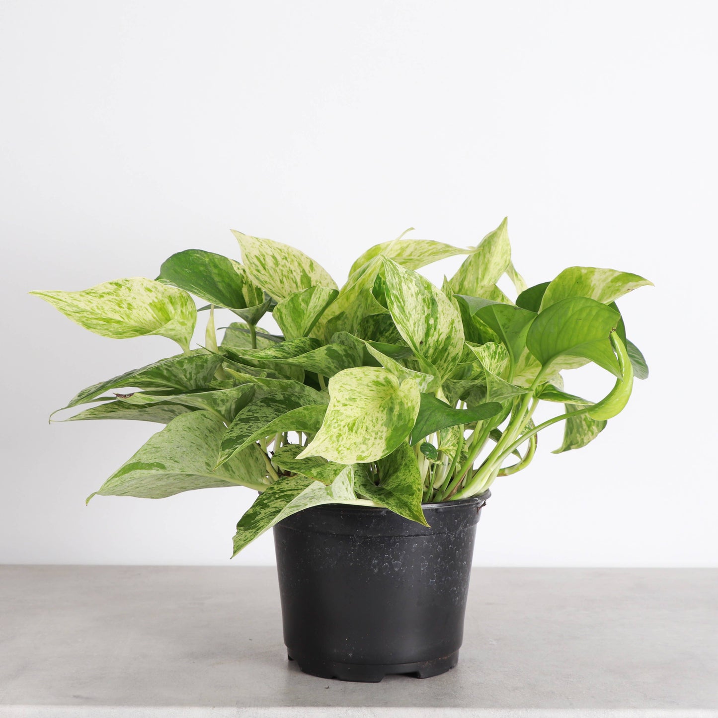 Marble Queen Pothos Plant - Live Plant