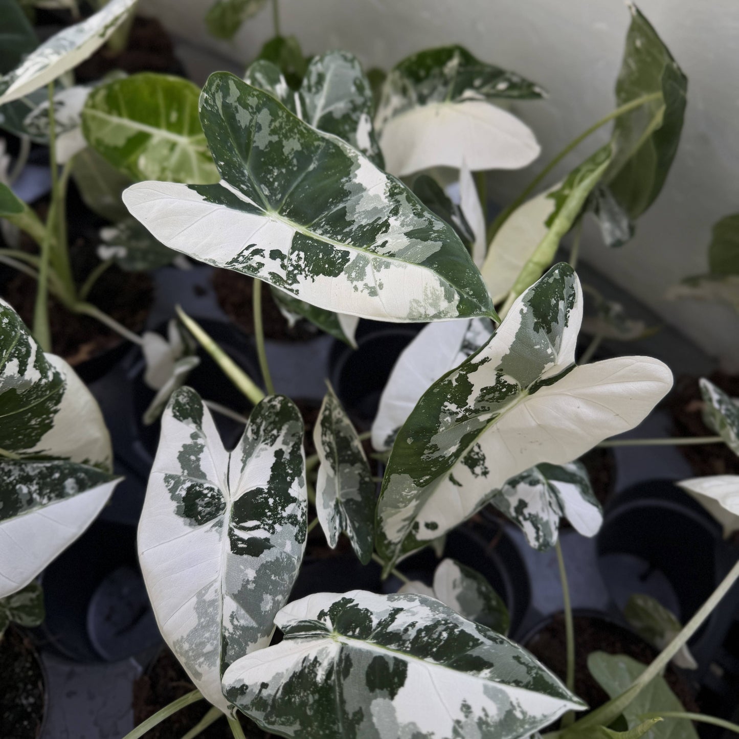 Variegated Alocasia Frydek - 4" Live Plant