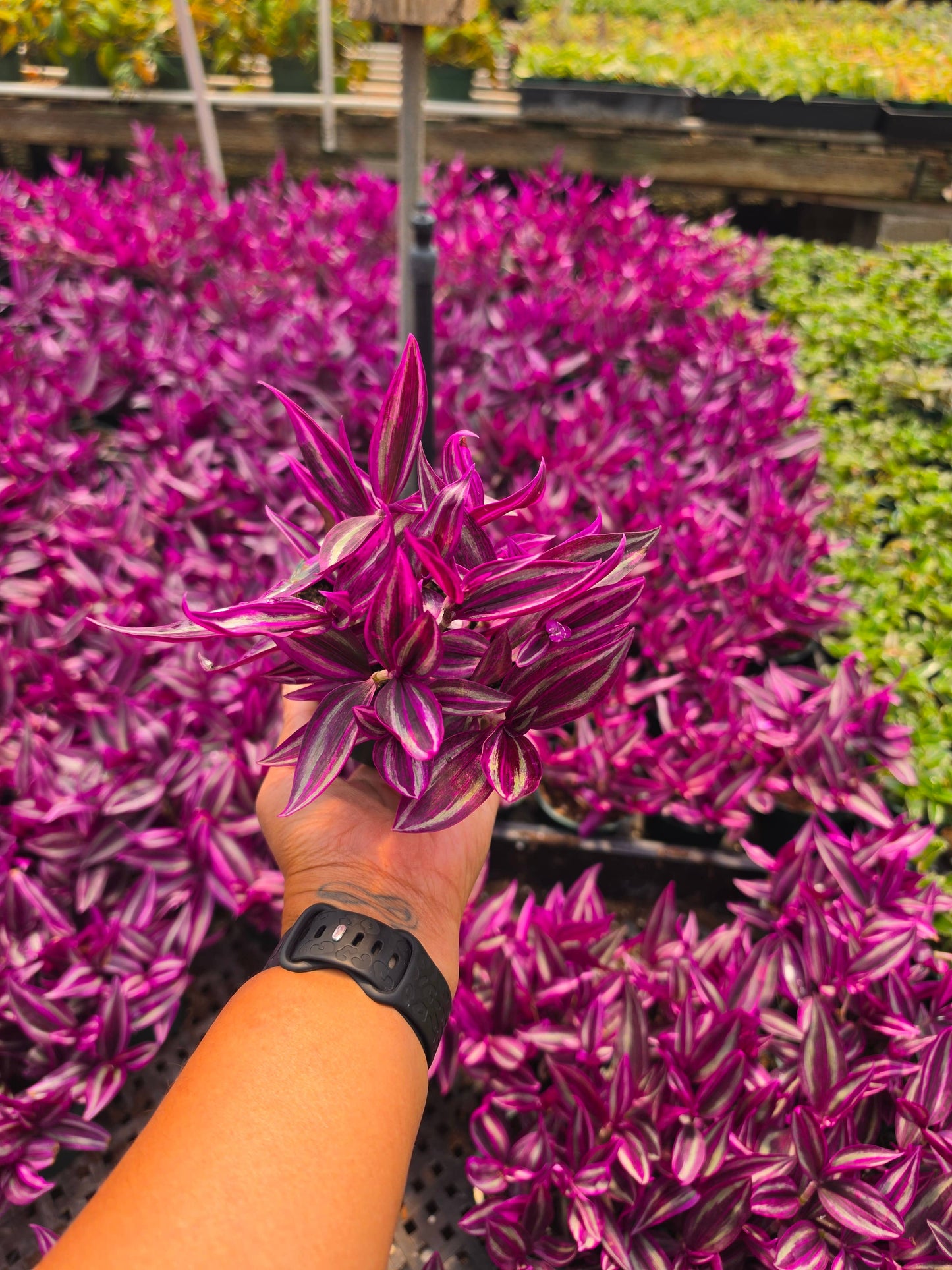 Tradescantia Zebrina 'Pink Passion'