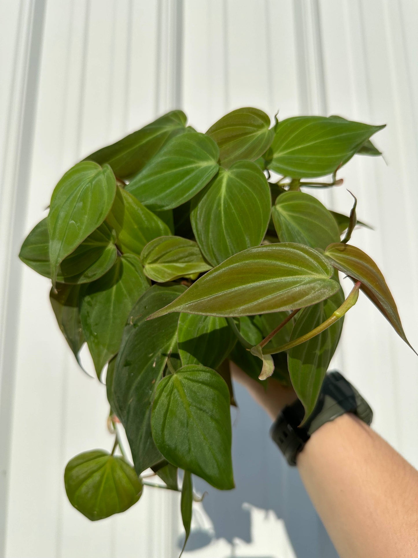 PHILODENDRON Mican Live Plant 4in