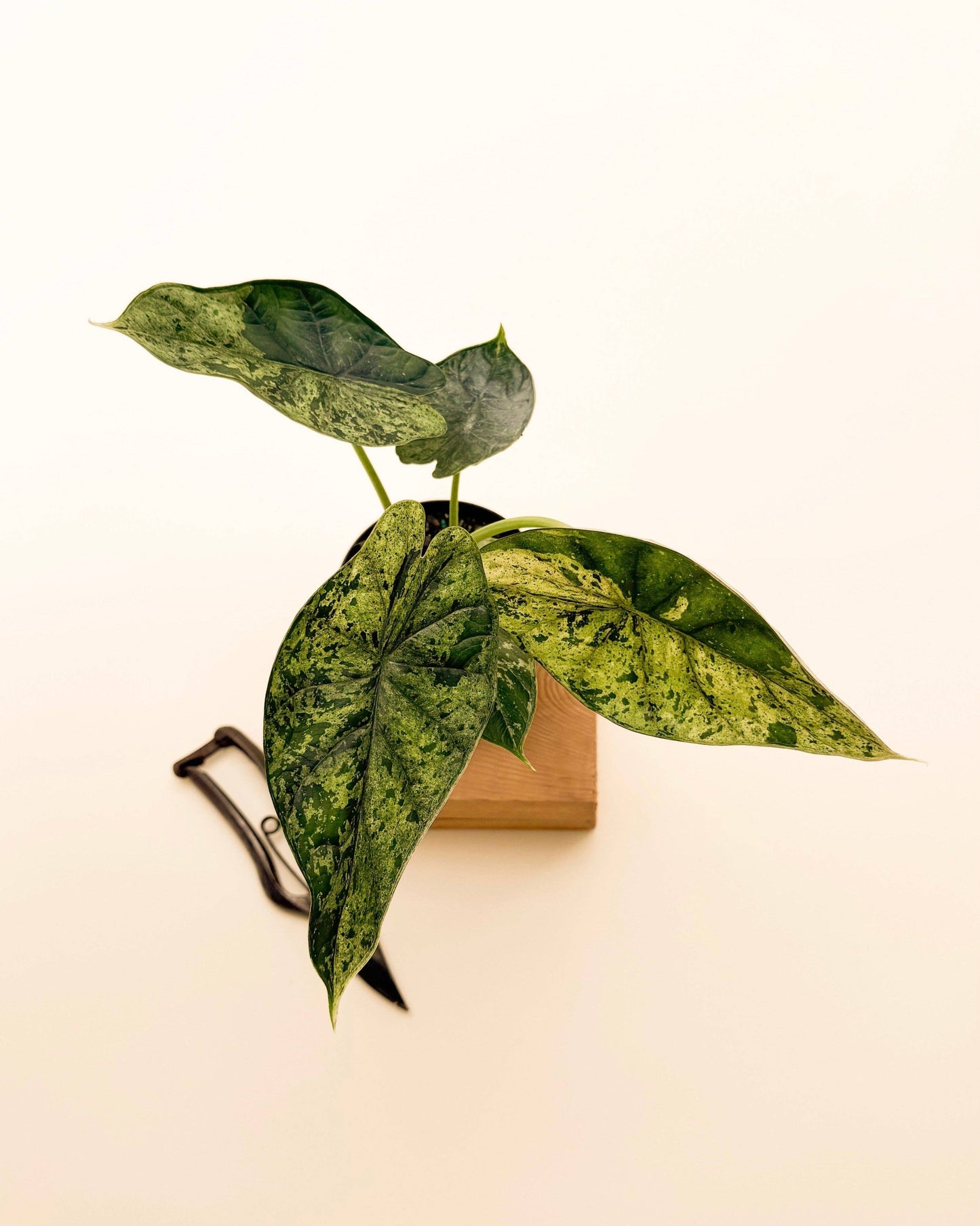 Variegated Alocasia 'Green Dragon Scale Mint'