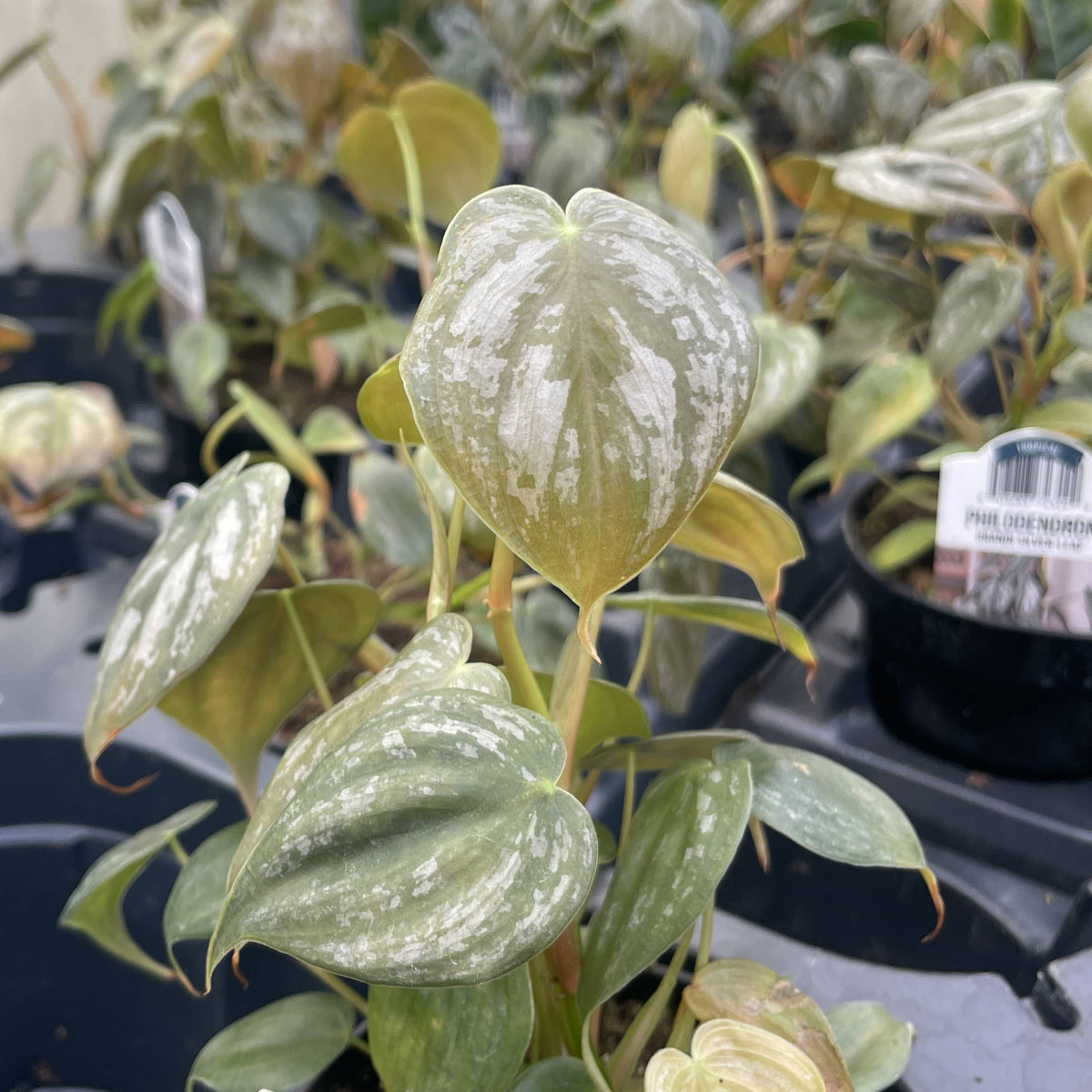 Philodendron Brandtianum - Live Plant
