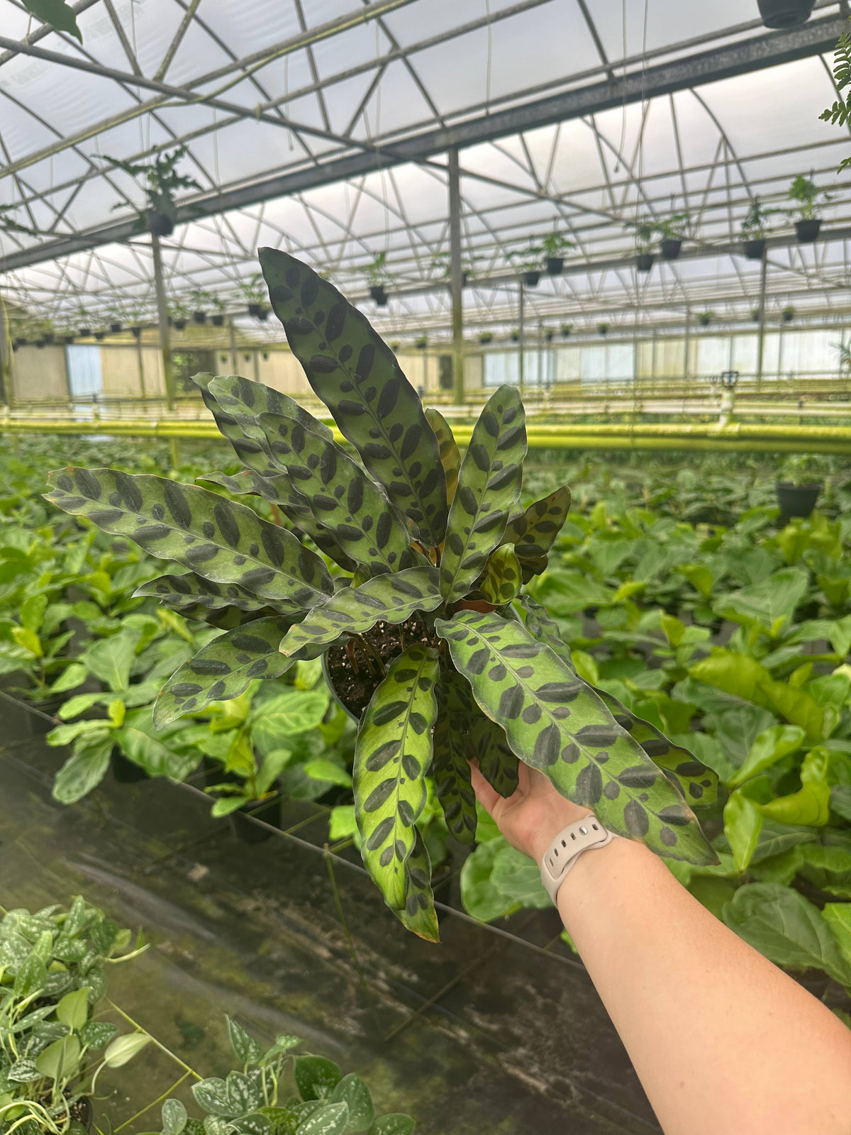 CALATHEA Rattlesnake Live Plant 6in