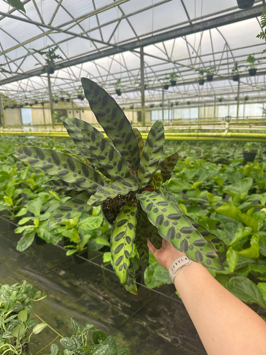 CALATHEA Rattlesnake Live Plant 6in