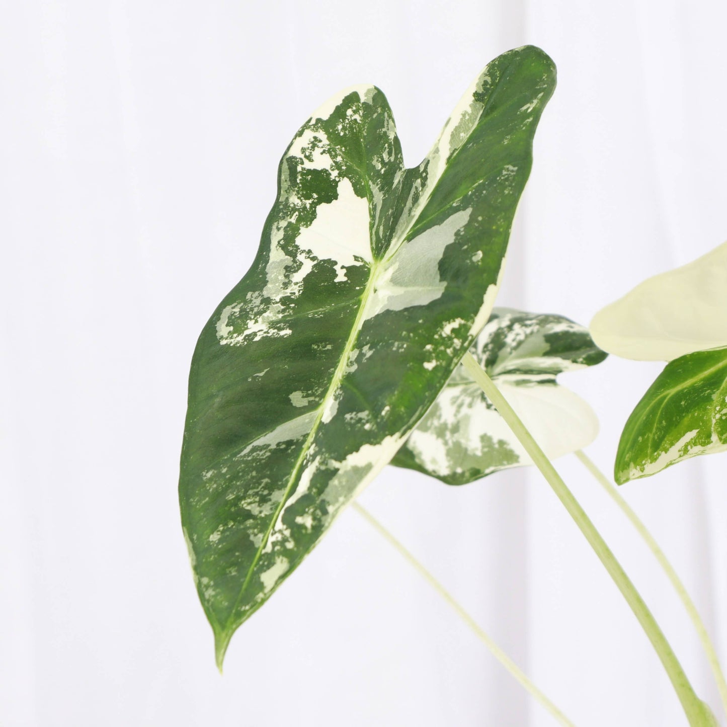 Variegated Alocasia Frydek - 4" Live Plant