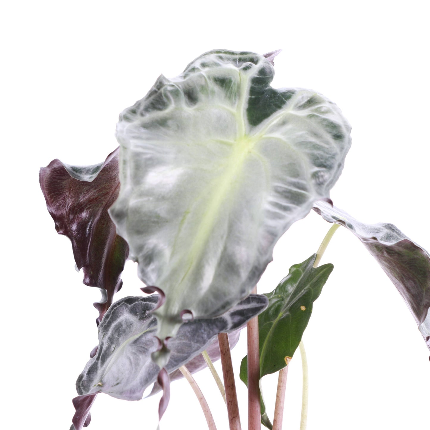 Alocasia Venom - 4" Live Plant