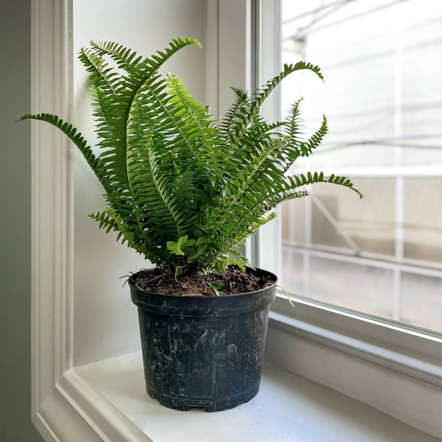 Kimberly Queen  Fern - 6" Live Plant