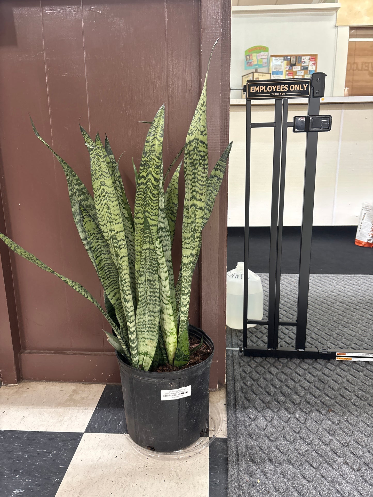 Snake plant "Zeylanica" 10" pot