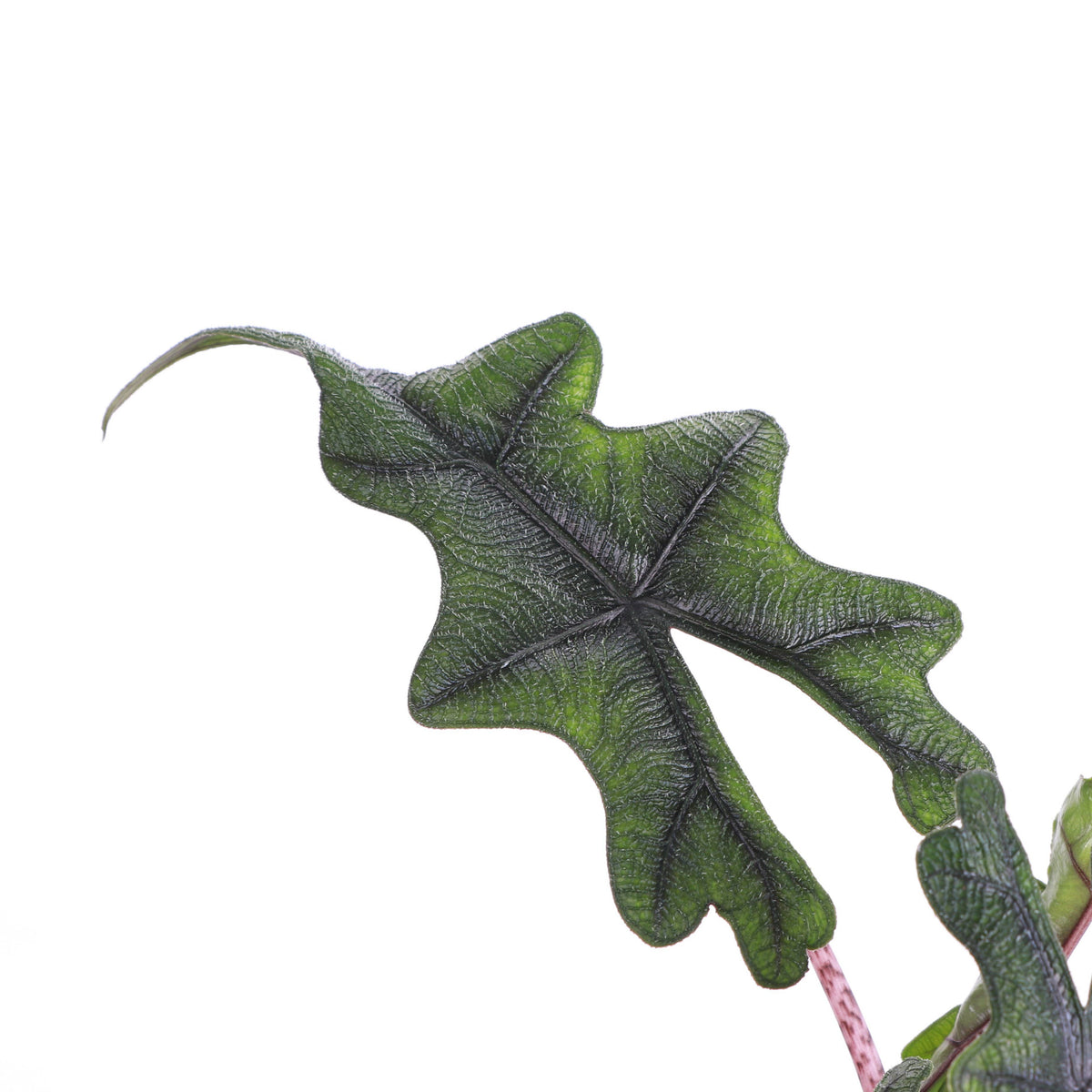 Alocasia Jacklyn - 4" Live Plant - RARE