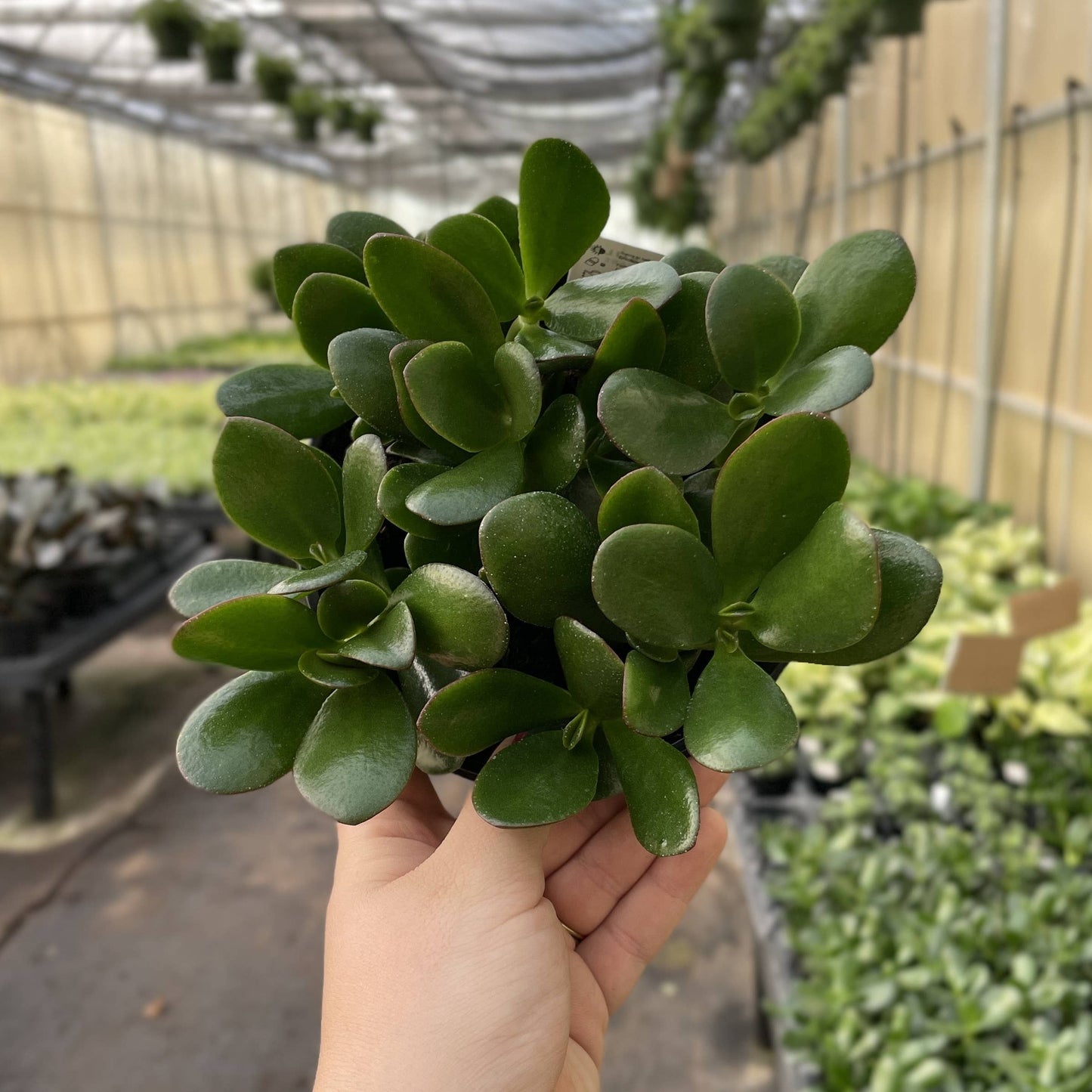 Jade Succulent Plant - Live Plant