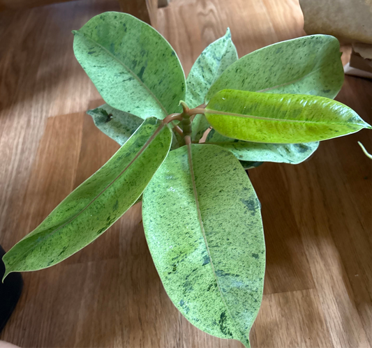 Ficus Shivreana “Moonshine”