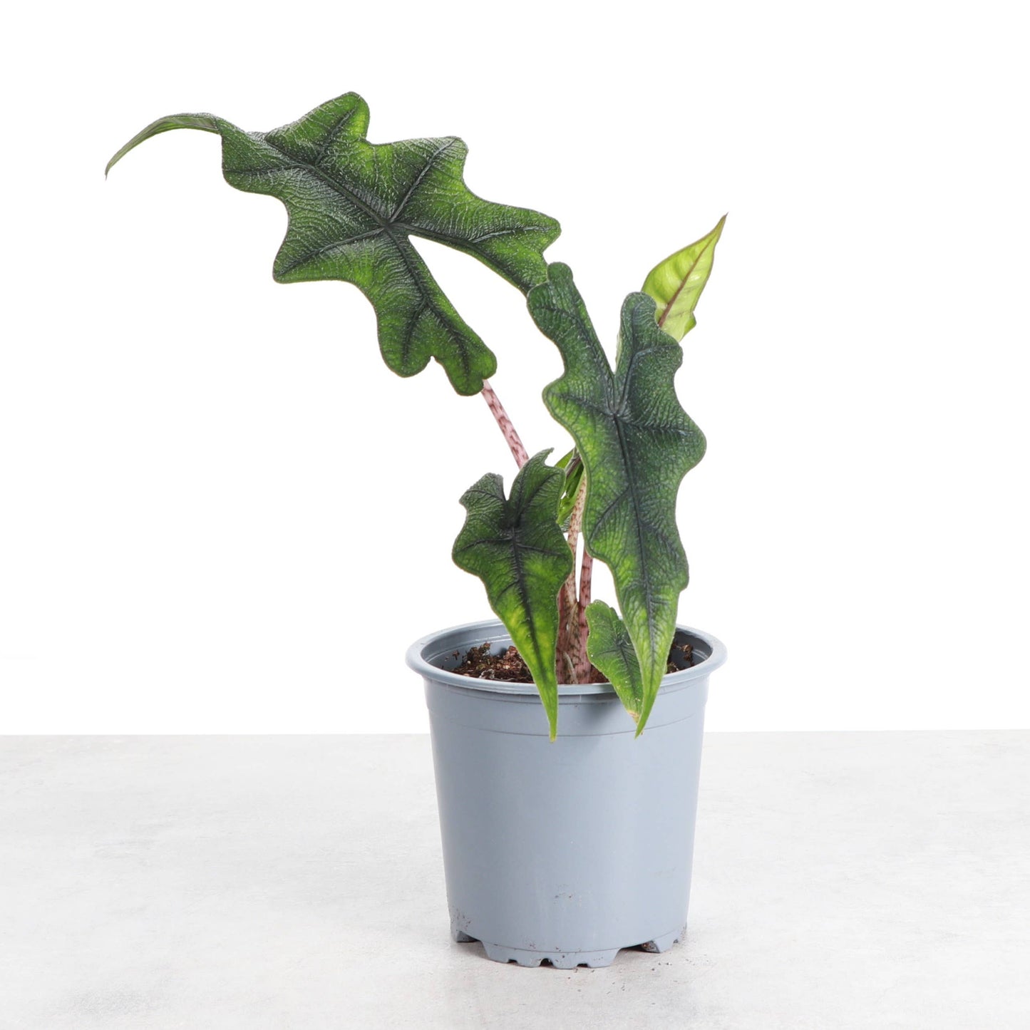 Alocasia Jacklyn - 4" Live Plant - RARE