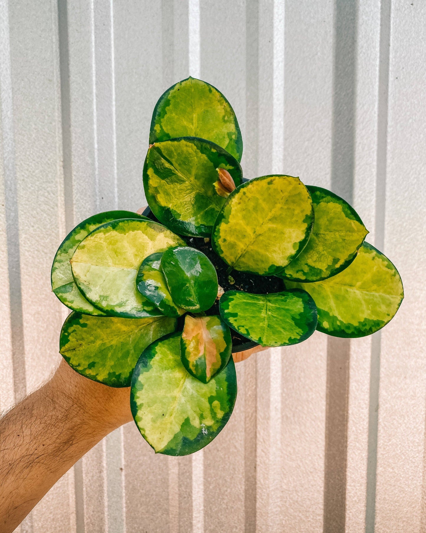 4" Hoya 'Australis Lisa'