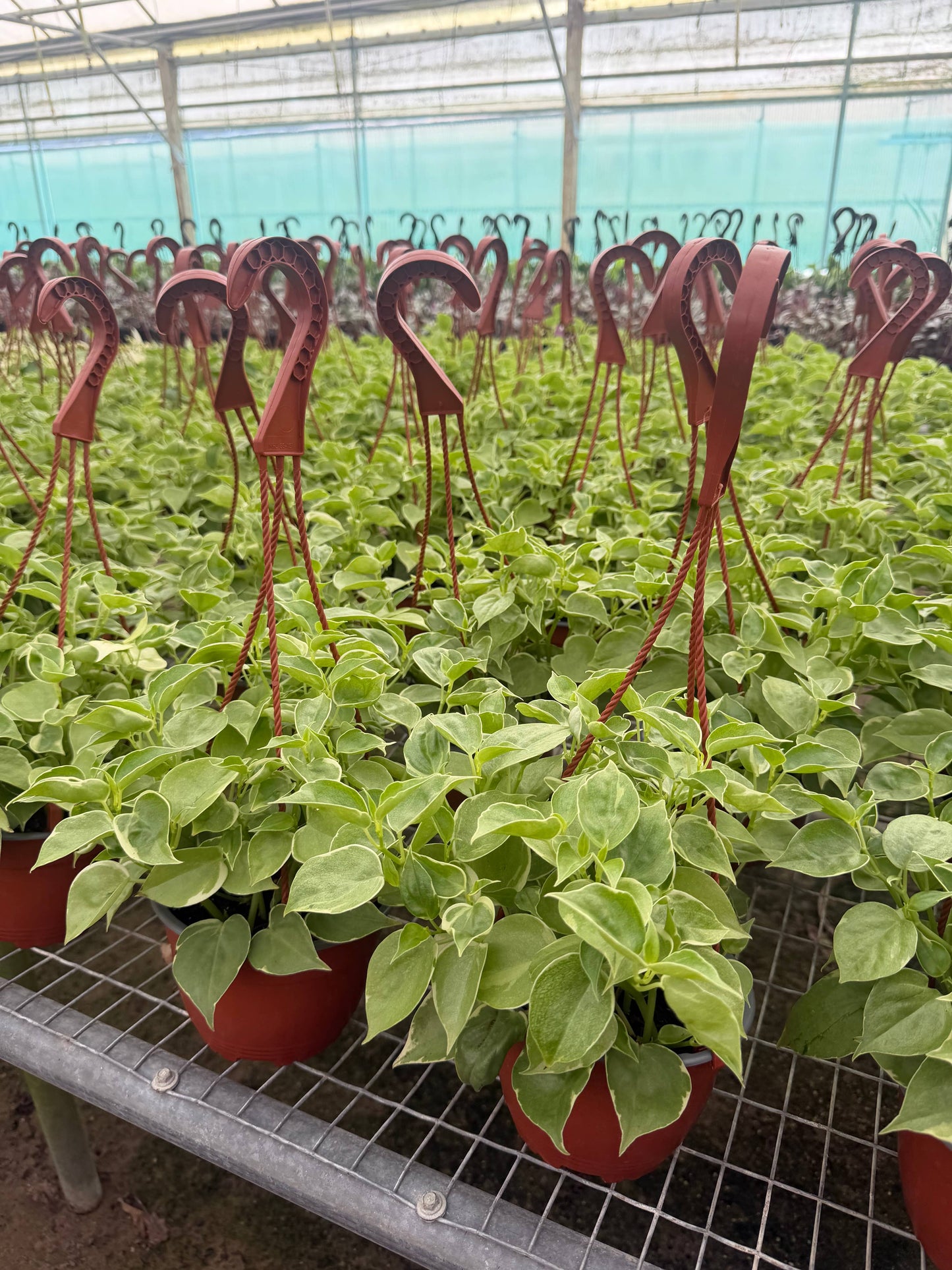 Peperomia Cupid Live Plant HB 6in