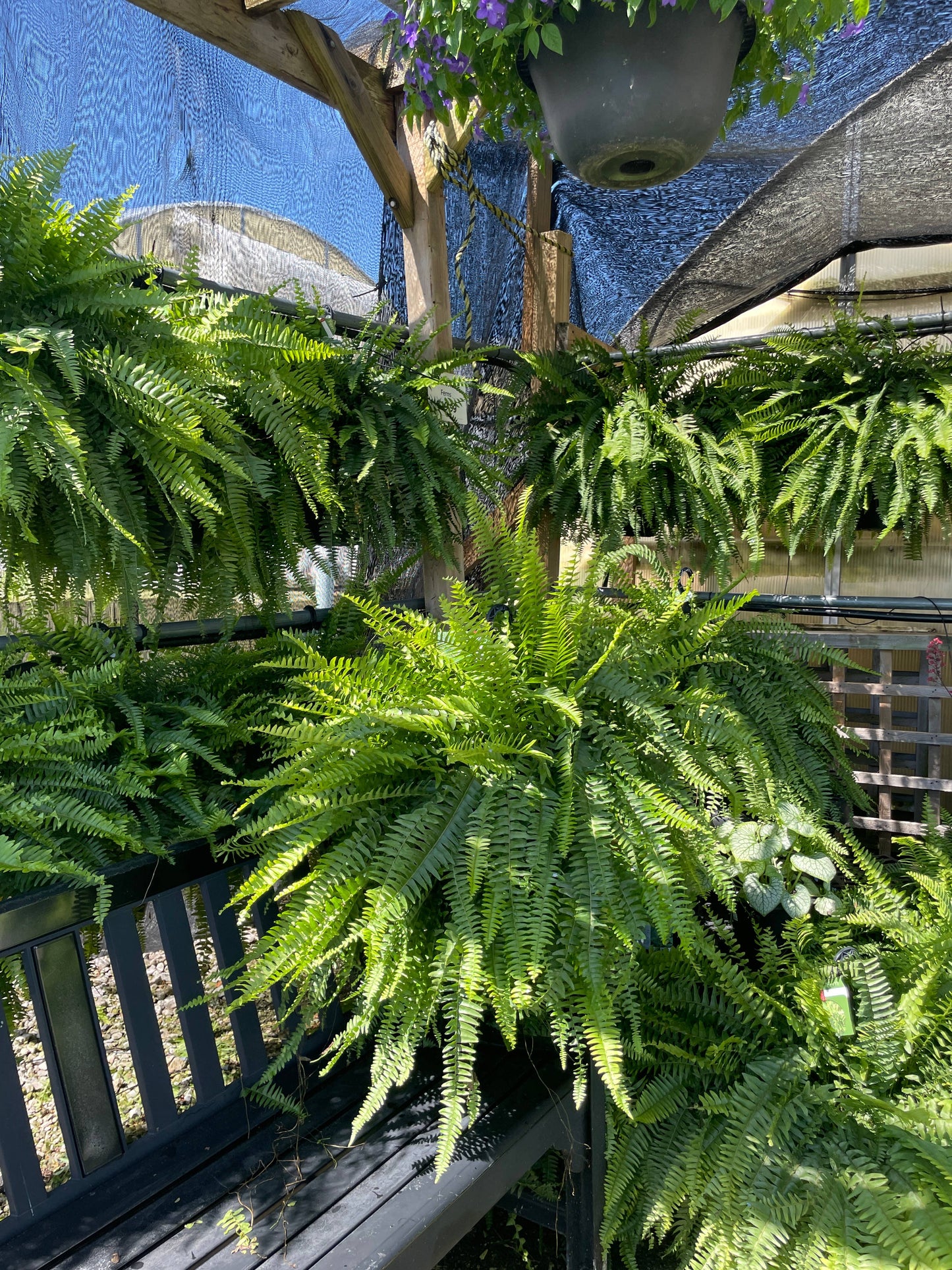 Boston Fern - 10" Diameter Hanging Basket - Live Plant