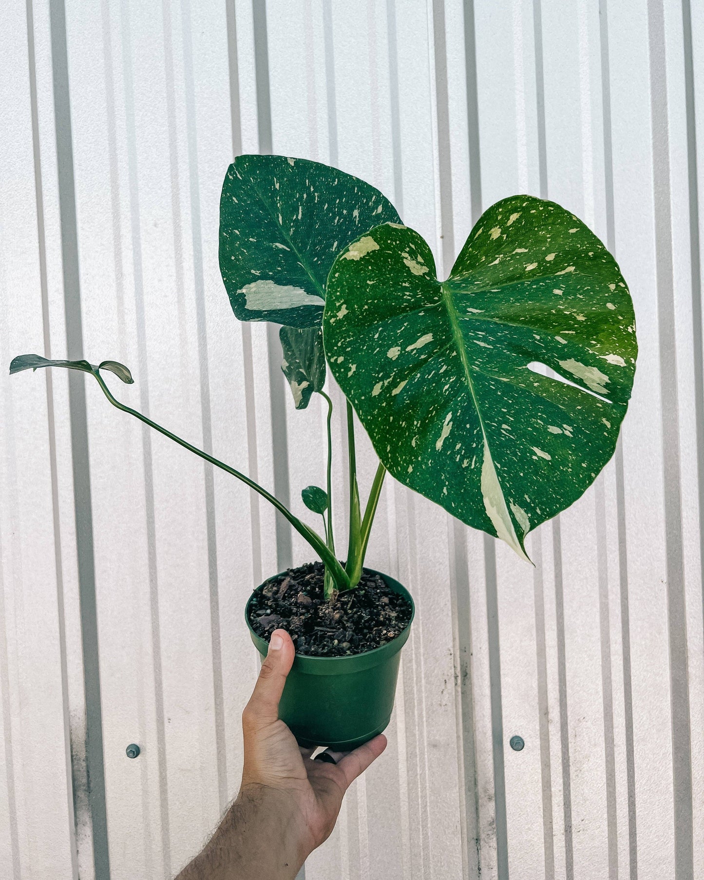 6" Monstera 'Thai Constellation'