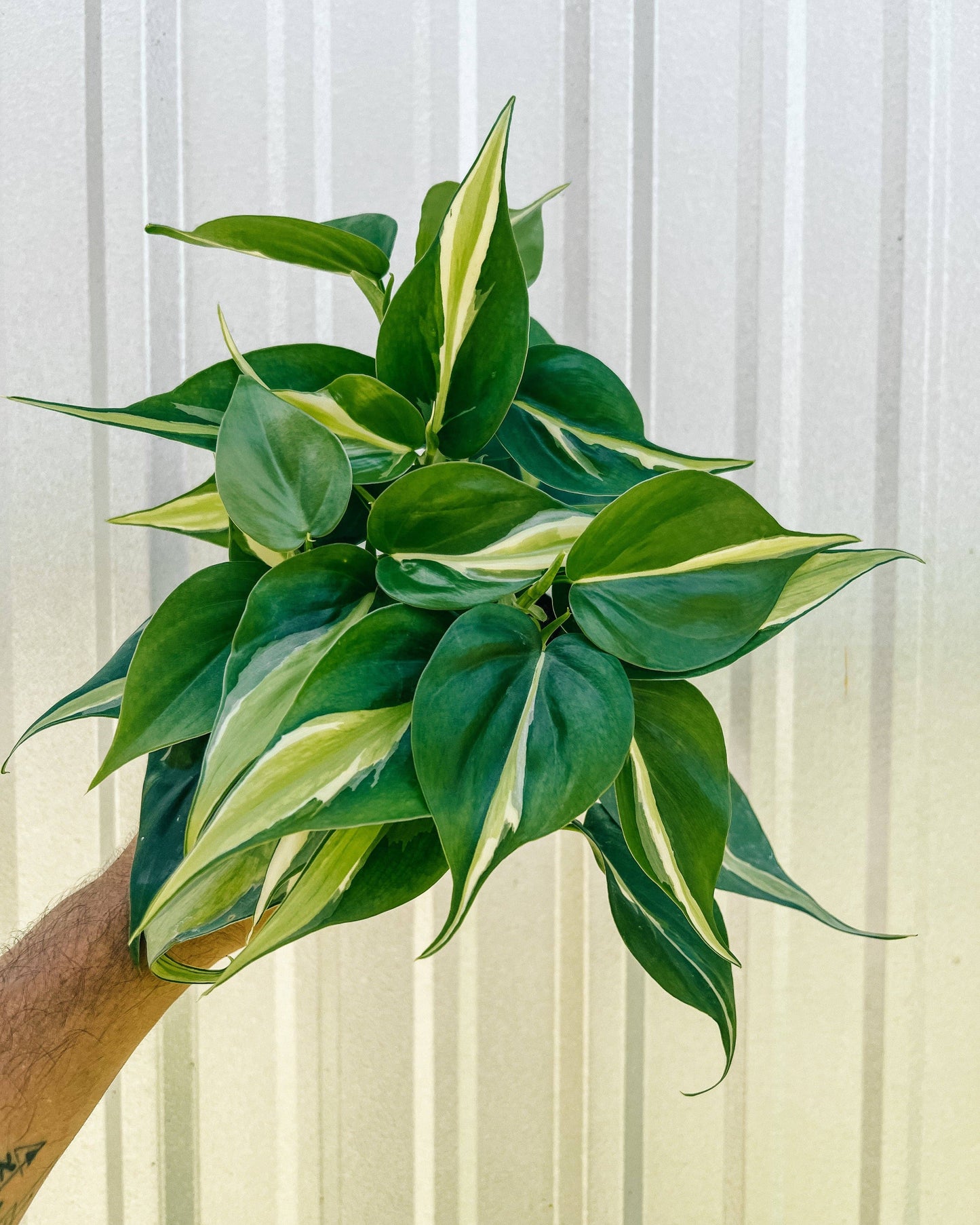 4" Philodendron 'Silver Stripe'