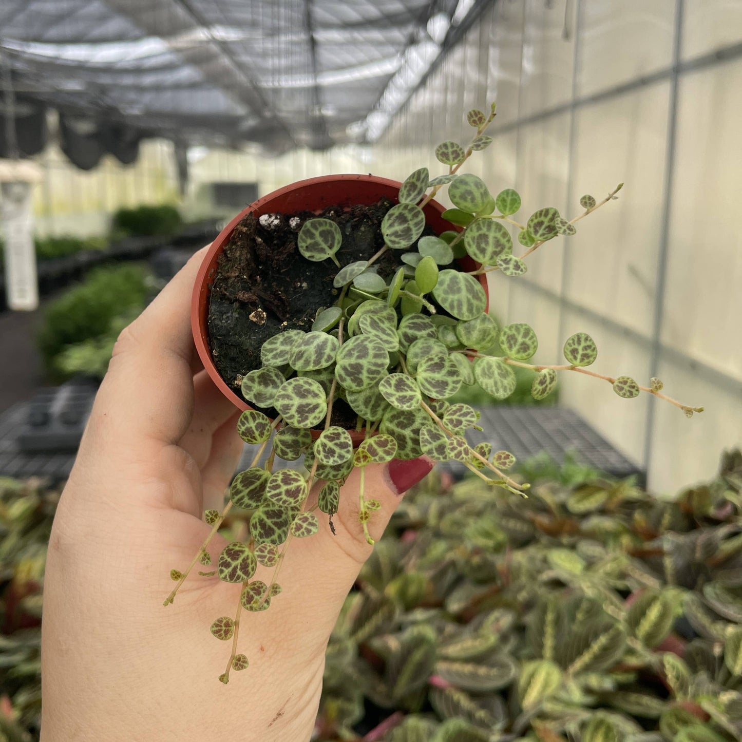 String of Turtles - Live Plant