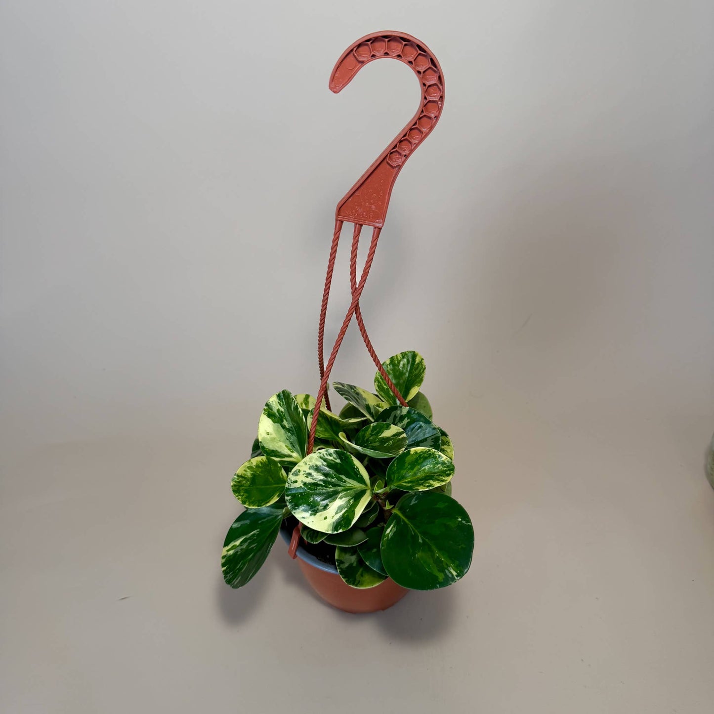PEPEROMIA Obtusifolia ‘Marble’ Live Plant HB 6in