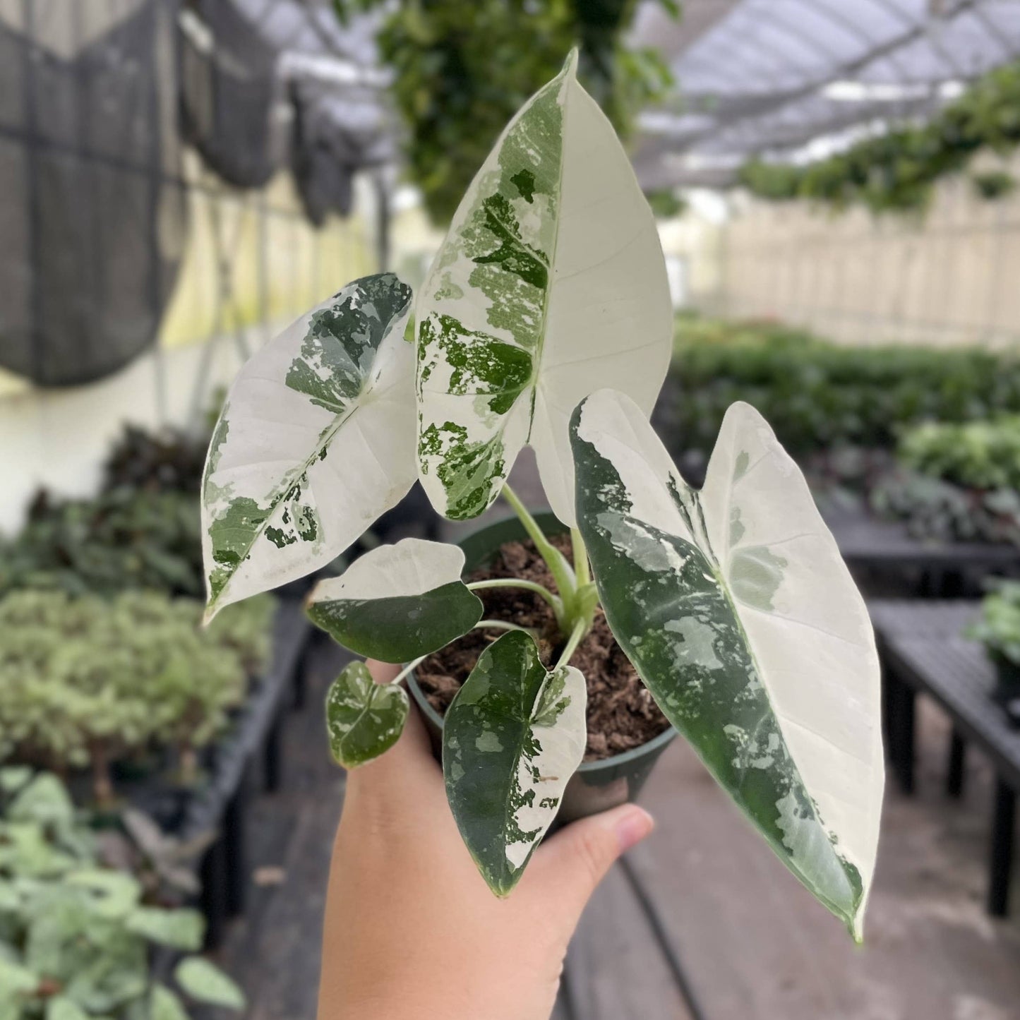Variegated Alocasia Frydek - 4" Live Plant