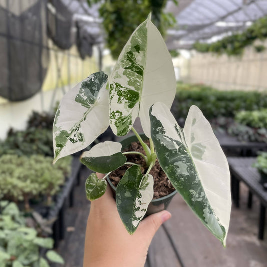 Variegated Alocasia Frydek - 4" Live Plant