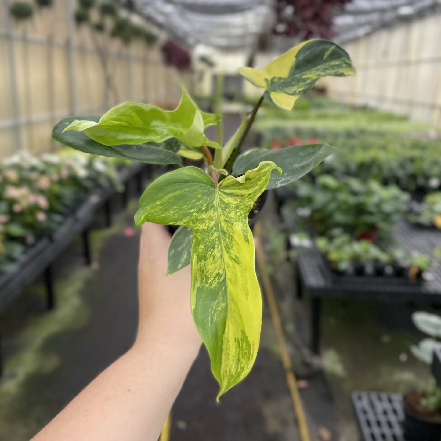 Variegated Florida Beauty Philodendron - 4" Live Rare Plant