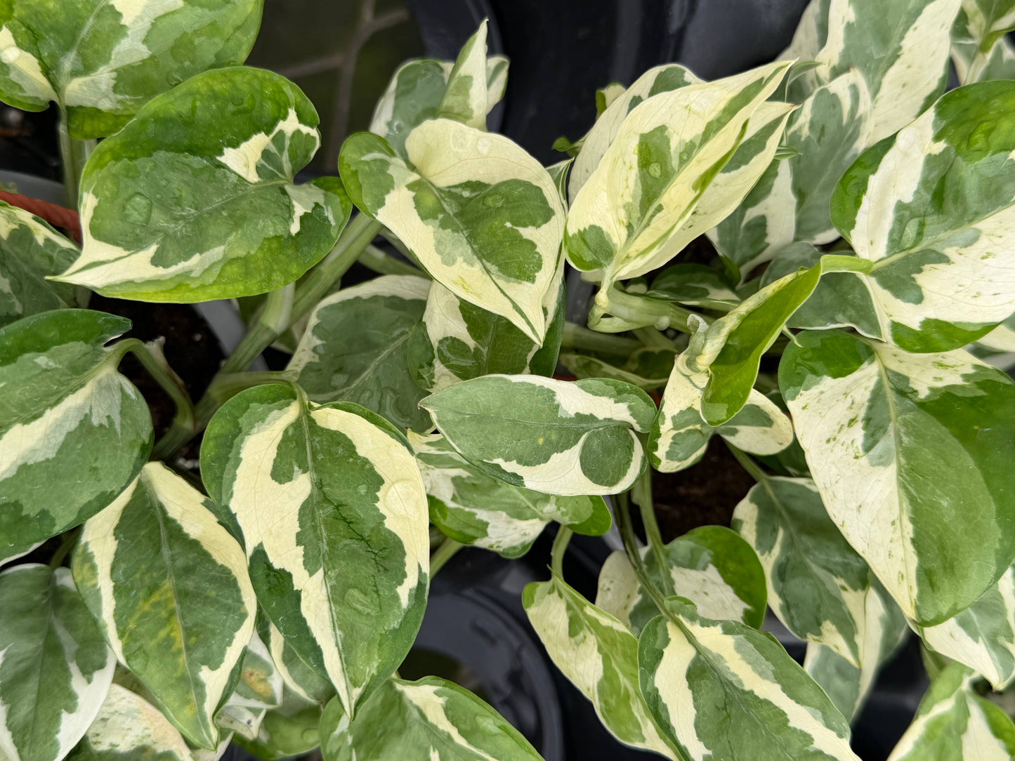 POTHOS N'Joy HB Live Plant 6in