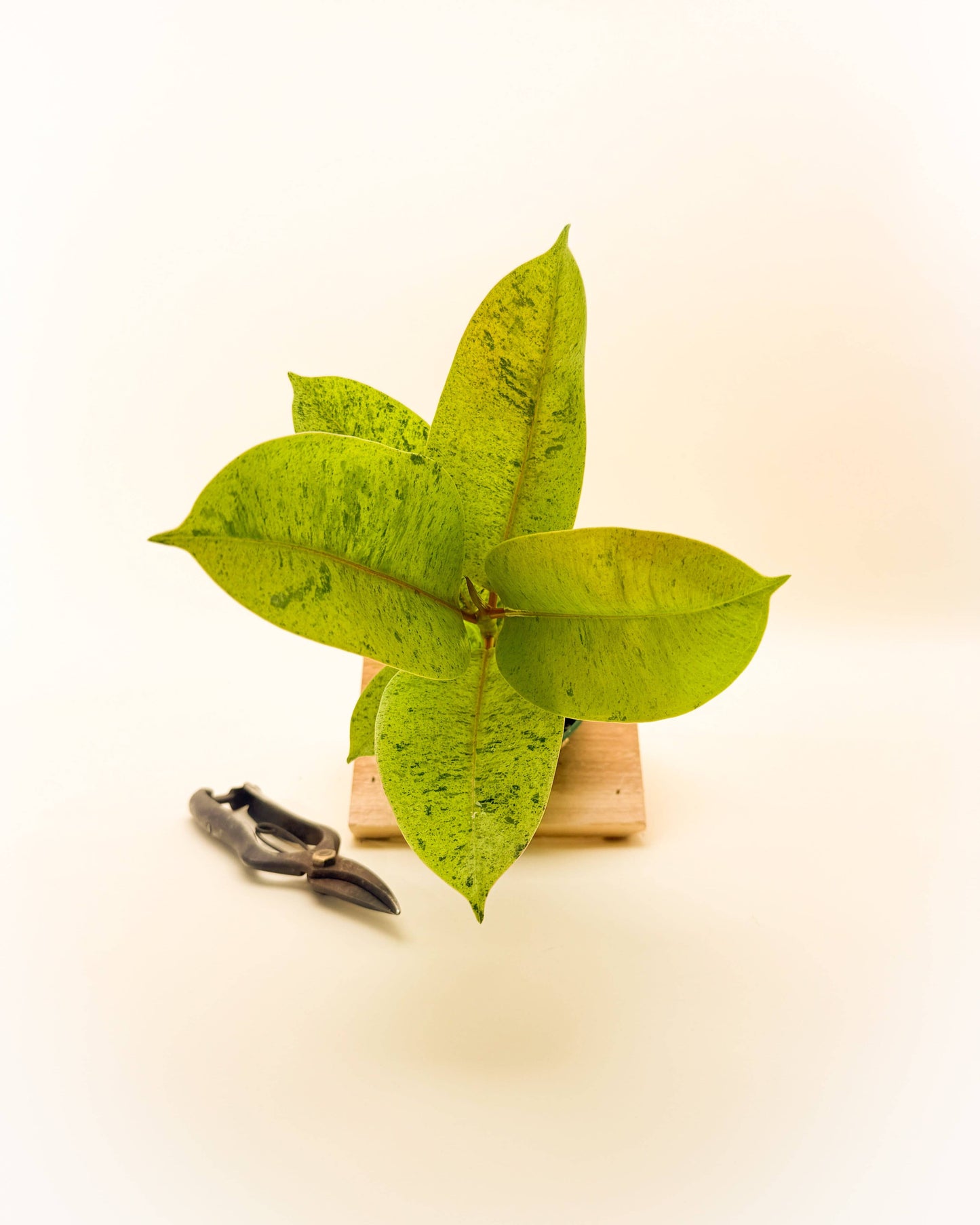 5” Ficus 'Shivereana'