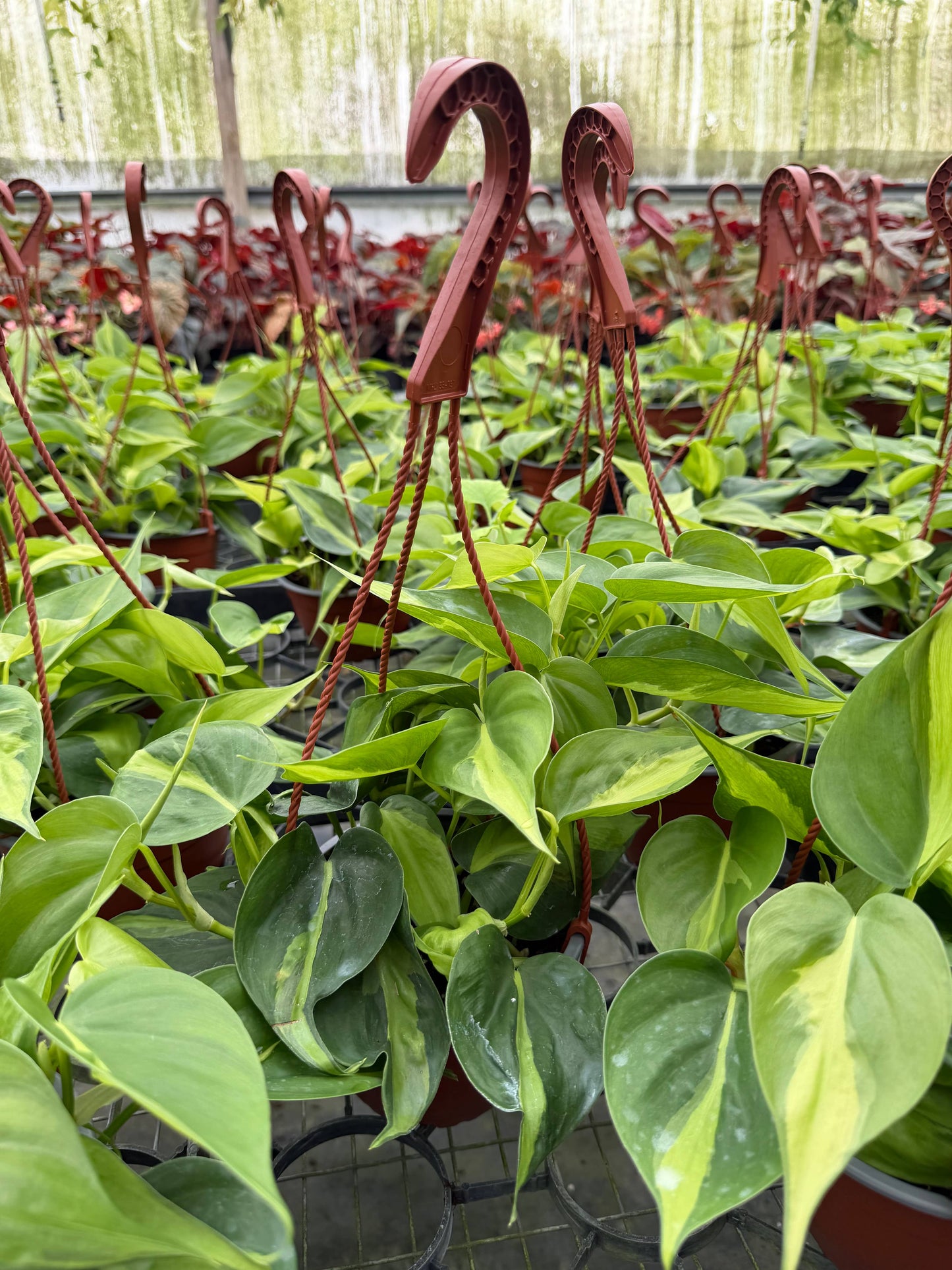 PHILODENDRON Brasil HB Live Plant 6in’