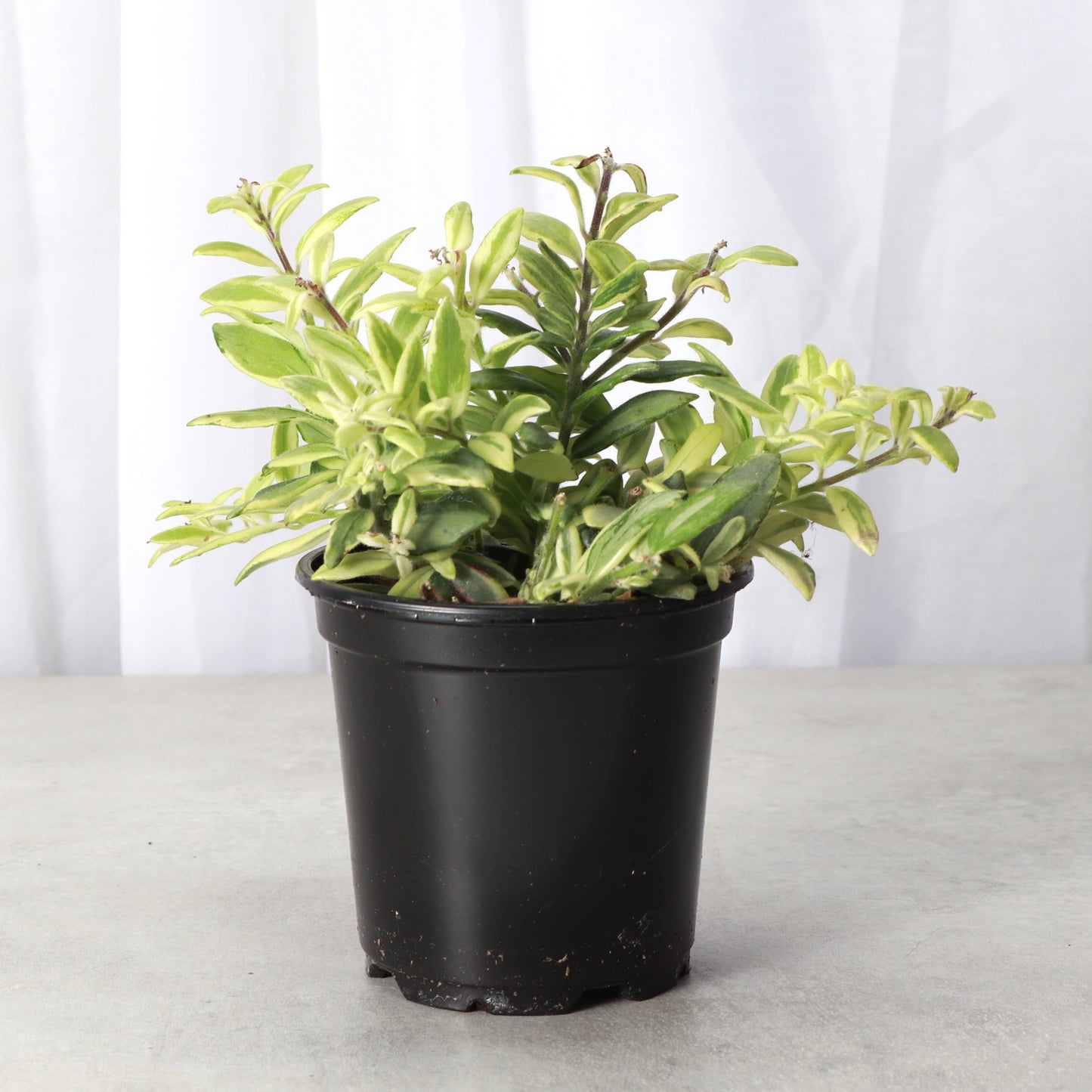 Lipstick 'Bolero Bicolor' Plant - 4" Live Plant