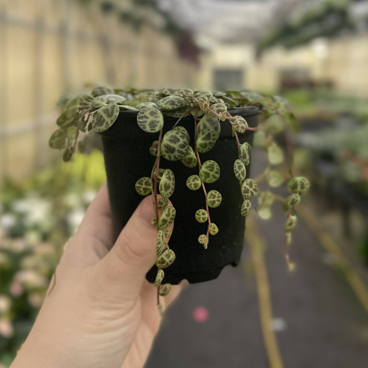 String of Turtles - Live Plant