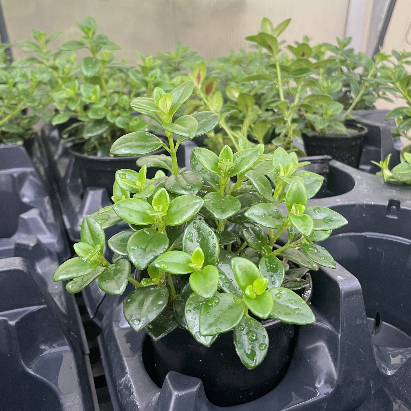 Goldfish Plant - Live Plant