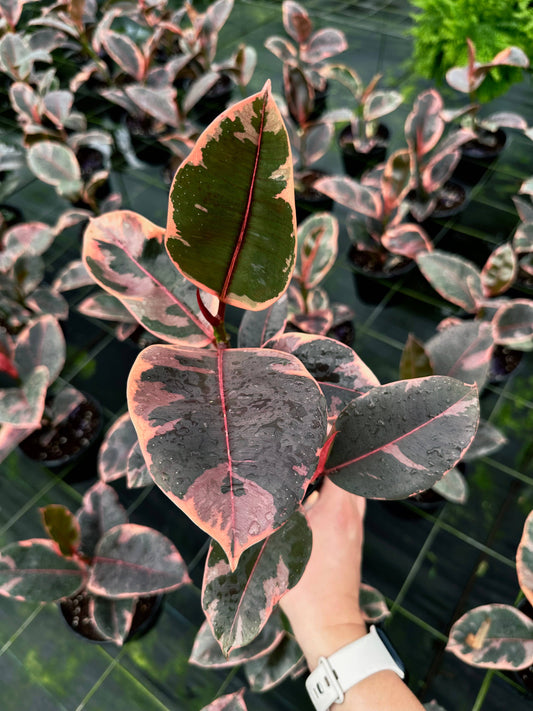 FICUS Ruby Live Plant 6in