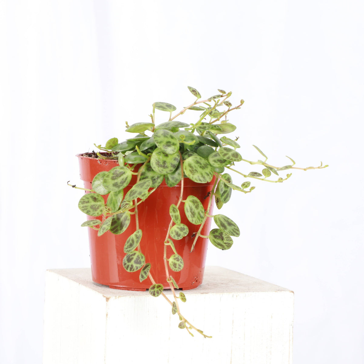 String of Turtles - Live Plant