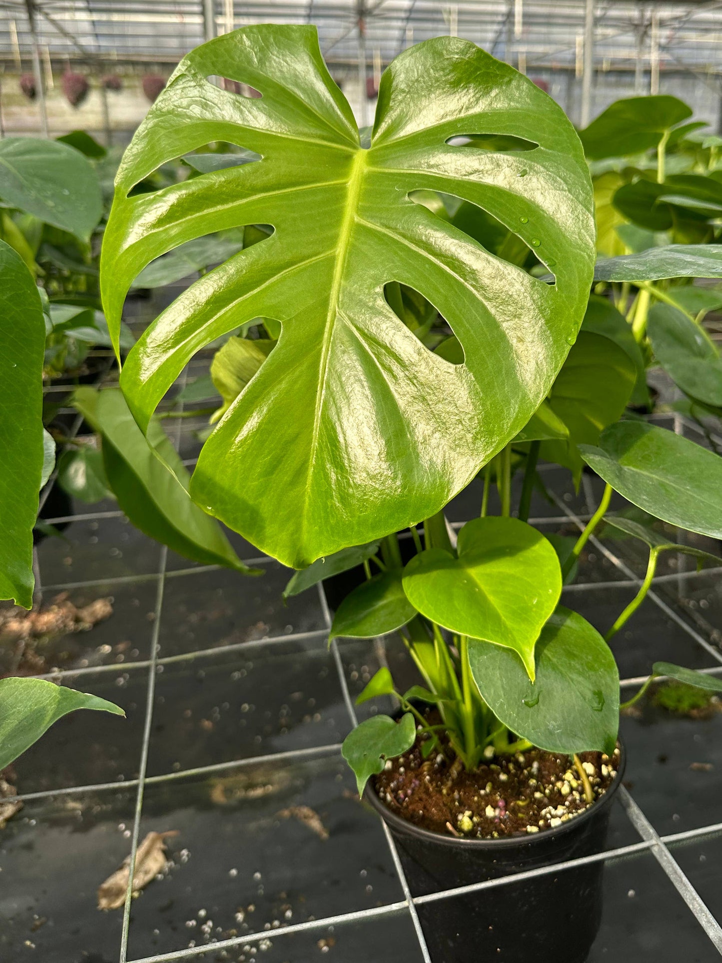 MONSTERA Deliciosa Live Plant 6in